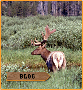 blog